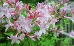 Coastal Azalea (Rhododendron Atlanticum) - 3 Gallon Pot -Foxtail Plant Shop rhododendron atlanticum coastal azalea 7
