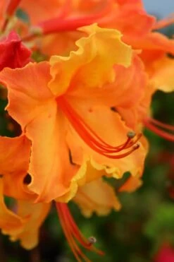 Andrew J. Boike Alabama Flame Native Azalea Azalea - 3 Gallon Pot -Foxtail Plant Shop rhododendron austrinum andrew j boike native azalea 3