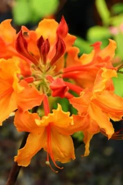 Andrew J. Boike Alabama Flame Native Azalea Azalea - 3 Gallon Pot -Foxtail Plant Shop rhododendron austrinum andrew j boike native azalea 5