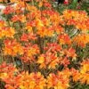 Florida Flame Native Azalea (Rhododendron Austrinum) - 3 Gallon Pot -Foxtail Plant Shop rhododendron austrinum florida flame native azalea 11