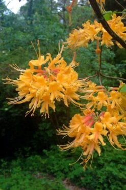 Florida Flame Native Azalea (Rhododendron Austrinum) - 3 Gallon Pot -Foxtail Plant Shop rhododendron austrinum florida flame native azalea 2