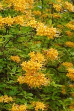 Florida Flame Native Azalea (Rhododendron Austrinum) - 3 Gallon Pot -Foxtail Plant Shop rhododendron austrinum florida flame native azalea 3
