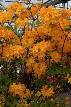 Florida Flame Native Azalea (Rhododendron Austrinum) - 3 Gallon Pot -Foxtail Plant Shop rhododendron austrinum florida flame native azalea 4