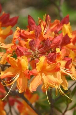 Florida Flame Native Azalea (Rhododendron Austrinum) - 3 Gallon Pot -Foxtail Plant Shop rhododendron austrinum florida flame native azalea 5