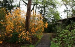 Florida Flame Native Azalea (Rhododendron Austrinum) - 3 Gallon Pot -Foxtail Plant Shop rhododendron austrinum florida flame native azalea 8