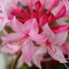 Candy Striper Native Azalea - Rhododendron Canescens - 3 Gallon Pot -Foxtail Plant Shop rhododendron candy striper native azalea 10