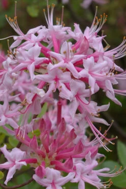Piedmont Native Azalea - 3 Gallon Pot -Foxtail Plant Shop rhododendron canescens piedmont azalea 5