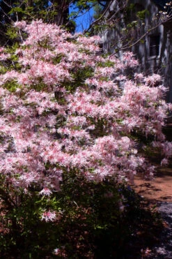 Piedmont Native Azalea - 3 Gallon Pot -Foxtail Plant Shop rhododendron canescens piedmont azalea 6