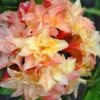 Cannon's Double Exbury Azalea (Rhdodendron) - 2 Gallon Pot -Foxtail Plant Shop rhododendron cannons double azalea 1