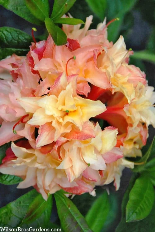 Cannon's Double Exbury Azalea (Rhdodendron) - 2 Gallon Pot 1 Cannon's Double Exbury Azalea (Rhdodendron) - 2 Gallon Pot