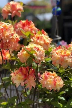 Cannon's Double Exbury Azalea (Rhdodendron) - 2 Gallon Pot 8 Cannon's Double Exbury Azalea (Rhdodendron) - 2 Gallon Pot -Foxtail Plant Shop rhododendron cannons double azalea 2