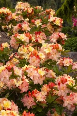 Cannon's Double Exbury Azalea (Rhdodendron) - 2 Gallon Pot 9 Cannon's Double Exbury Azalea (Rhdodendron) - 2 Gallon Pot -Foxtail Plant Shop rhododendron cannons double azalea 3