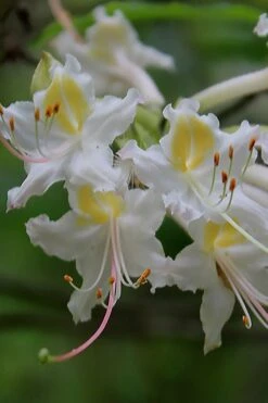 Coleman's Native Azalea (Rhododendron Colemanii 'Multiflora') - 3 Gallon Pot -Foxtail Plant Shop rhododendron colemanii multiflora colemans native azalea 1
