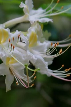Coleman's Native Azalea (Rhododendron Colemanii 'Multiflora') - 3 Gallon Pot -Foxtail Plant Shop rhododendron colemanii multiflora colemans native azalea 2