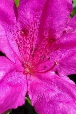 Congo Purple Azalea - 3 Gallon Pot -Foxtail Plant Shop rhododendron congo robin hill hybrid azalea 1