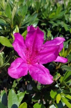 Congo Purple Azalea - 3 Gallon Pot -Foxtail Plant Shop rhododendron congo robin hill hybrid azalea 3