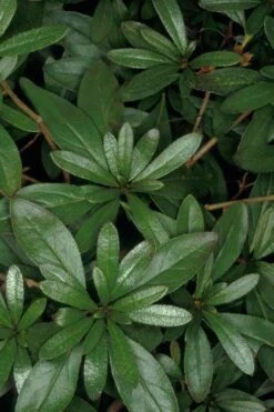 Congo Purple Azalea - 3 Gallon Pot -Foxtail Plant Shop rhododendron congo robin hill hybrid azalea 4