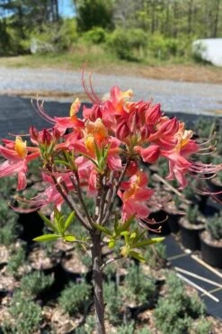 Cotton Candy Native Azalea (Rhododendron) - 3 Gallon Pot -Foxtail Plant Shop rhododendron cotton candy native azalea 1