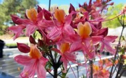 Cotton Candy Native Azalea (Rhododendron) - 3 Gallon Pot -Foxtail Plant Shop rhododendron cotton candy native azalea 5