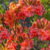 Father Ryan Oconee Native Azalea - 1 Gallon Pot -Foxtail Plant Shop rhododendron flammeum father ryan 6
