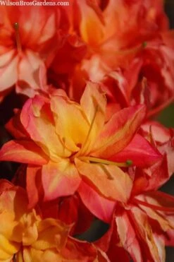 Father Ryan Oconee Native Azalea - 3 Gallon Pot -Foxtail Plant Shop rhododendron flammeum father ryan 7 1