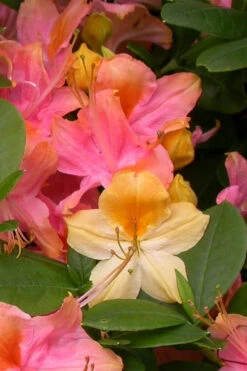 Garden Rainbow Tricolor Azalea (Rhododendron) - 6 Pack Of 1 Gallon Pots -Foxtail Plant Shop rhododendron garden rainbow native azalea 3