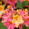 Garden Rainbow Tricolor Azalea (Rhododendron) - 6 Pack Of 1 Gallon Pots -Foxtail Plant Shop rhododendron garden rainbow native azalea 4