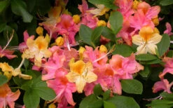 Garden Rainbow Tricolor Azalea (Rhododendron) - 6 Pack Of 1 Gallon Pots -Foxtail Plant Shop rhododendron garden rainbow native azalea 6