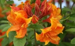 Golden Eagle Azalea (Rhododendron) - 3 Gallon Pot -Foxtail Plant Shop rhododendron golden eagle azalea 5