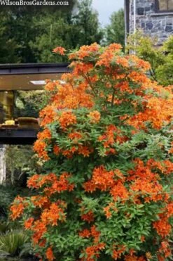 Golden Eagle Azalea (Rhododendron) - 3 Gallon Pot -Foxtail Plant Shop rhododendron golden eagle azalea 7