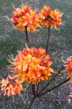 Jackpot Native Azalea (Rhododendron) - 3 Gallon Pot -Foxtail Plant Shop rhododendron jackpot native azalea 3