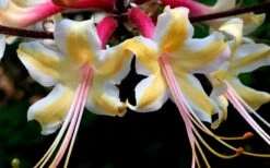 Millie Mac Native Azalea (Rhododendron) - 3 Gallon Pot -Foxtail Plant Shop rhododendron millie mac native azalea 15