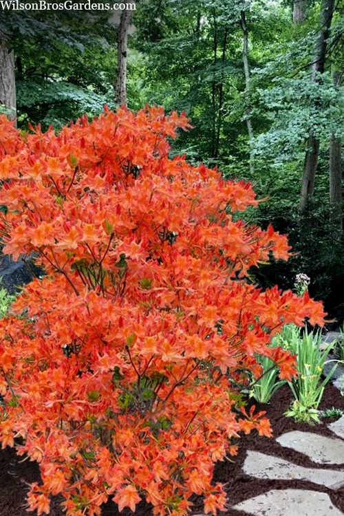 Pat Ryan Aromi Azalea (Rhododendron Hybrid) - 1 Gallon Pot 1 Pat Ryan Aromi Azalea (Rhododendron Hybrid) - 1 Gallon Pot