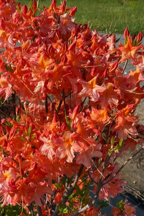 Pat Ryan Aromi Azalea (Rhododendron Hybrid) - 1 Gallon Pot 4 Pat Ryan Aromi Azalea (Rhododendron Hybrid) - 1 Gallon Pot - Image 4