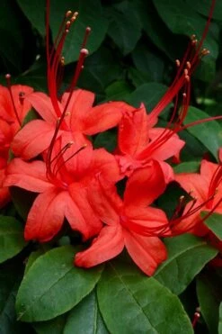 Plum Leaf Native Azalea (Rhododendron Prunifolium) - 3 Gallon Pot -Foxtail Plant Shop rhododendron prunifolium plum leaf azalea 3