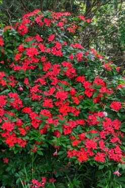 Plum Leaf Native Azalea (Rhododendron Prunifolium) - 3 Gallon Pot -Foxtail Plant Shop rhododendron prunifolium plum leaf azalea 5