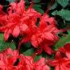 Plum Leaf Native Azalea (Rhododendron Prunifolium) - 3 Gallon Pot -Foxtail Plant Shop rhododendron prunifolium plum leaf azalea 6