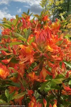 Smitty's Orange Crush Native Azalea (Rhododendron X) - 3 Gallon Pot -Foxtail Plant Shop rhododendron smittys orange crush native azalea 1