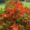 Smitty's Orange Crush Native Azalea (Rhododendron X) - 3 Gallon Pot -Foxtail Plant Shop rhododendron smittys orange crush native azalea 3