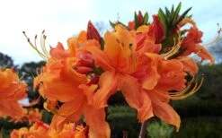 Smitty's Orange Crush Native Azalea (Rhododendron X) - 3 Gallon Pot -Foxtail Plant Shop rhododendron smittys orange crush native azalea 4