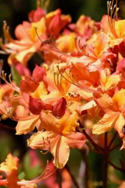 Tallulah Sunrise Native Azalea (Rhododendron) - 7 Gallon Pot -Foxtail Plant Shop rhododendron tallulah sunrise native azalea 101 2
