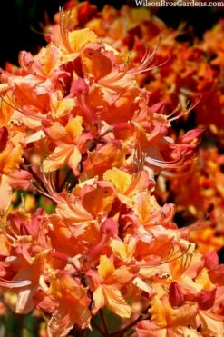 Tallulah Sunrise Native Azalea (Rhododendron) - 7 Gallon Pot -Foxtail Plant Shop rhododendron tallulah sunrise native azalea 102 2