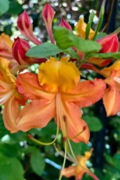 Verdie Sommerville Azalea (Rhododendron) - 3 Gallon Pot -Foxtail Plant Shop rhododendron verdie sommerville azalea 1