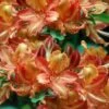 Verdie Sommerville Azalea (Rhododendron) - 3 Gallon Pot -Foxtail Plant Shop rhododendron verdie sommerville azalea 2