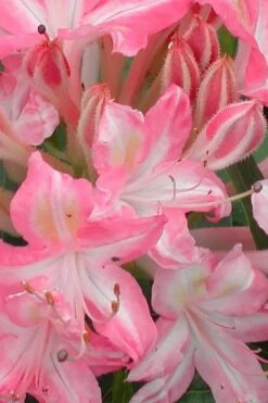 Ribbon Candy Swamp Azalea (Rhododendron Viscosum) - 3 Gallon Pot -Foxtail Plant Shop rhododendron viscosum ribbon candy swamp azalea 1