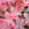 Ribbon Candy Swamp Azalea (Rhododendron Viscosum) - 2 Gallon Pot 10 Ribbon Candy Swamp Azalea (Rhododendron Viscosum) - 2 Gallon Pot -Foxtail Plant Shop rhododendron viscosum ribbon candy swamp azalea 2 1