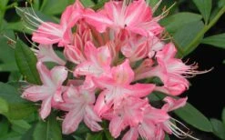 Ribbon Candy Swamp Azalea (Rhododendron Viscosum) - 3 Gallon Pot -Foxtail Plant Shop rhododendron viscosum ribbon candy swamp azalea 3