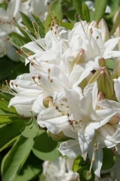Swamp Azalea (Rhododendron Viscosum) - 1 Gallon Pot -Foxtail Plant Shop rhododendron viscosum swamp azalea 1 1