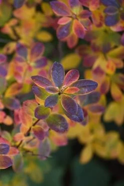 Swamp Azalea (Rhododendron Viscosum) - 3 Gallon Pot -Foxtail Plant Shop rhododendron viscosum swamp azalea 2