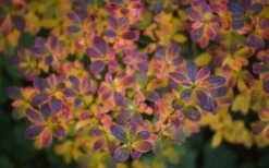 Ribbon Candy Swamp Azalea (Rhododendron Viscosum) - 2 Gallon Pot 11 Ribbon Candy Swamp Azalea (Rhododendron Viscosum) - 2 Gallon Pot -Foxtail Plant Shop rhododendron viscosum swamp azalea 3 1